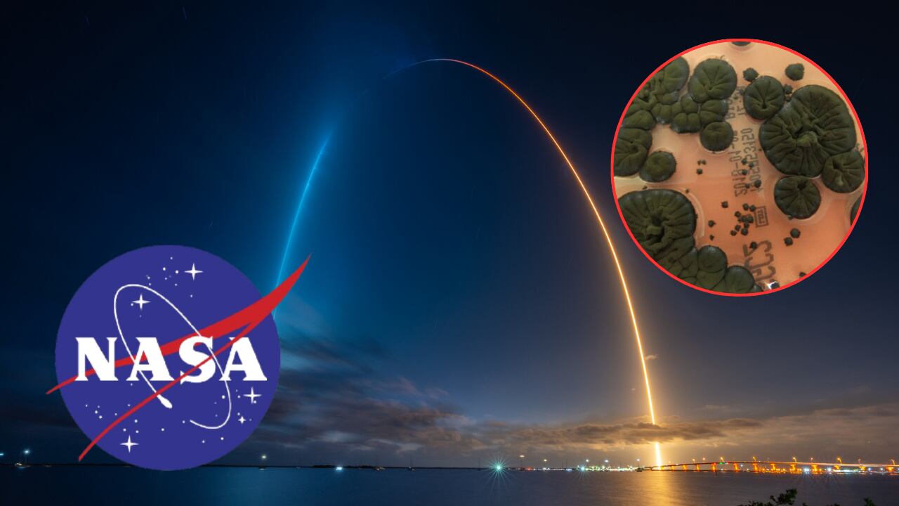 Investigadores estudian cómo este hongo actúa como un escudo natural en el espacio.