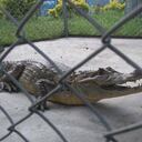 La babilla (Caiman crocodilus), también conocida como 'caimán de anteojos', es una especie de reptil carnívoro del orden de los cocodrilos, relativamente pequeño con una longitud máxima de entre 2 a 2.5 metros.