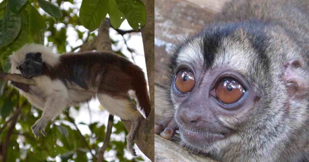 La deforestación es la principal amenaza para los primates de Colombia. Fotos: Felipe Villegas y Julio Chacón Pacheco.