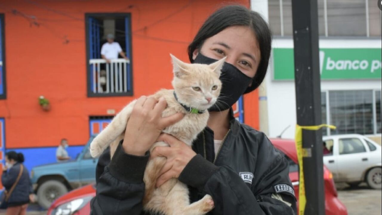 La esterilización de mascotas en Bogotá se realiza por jornadas gratuitas, desde este primero de diciembre se comenzará a distribuir los cupos.