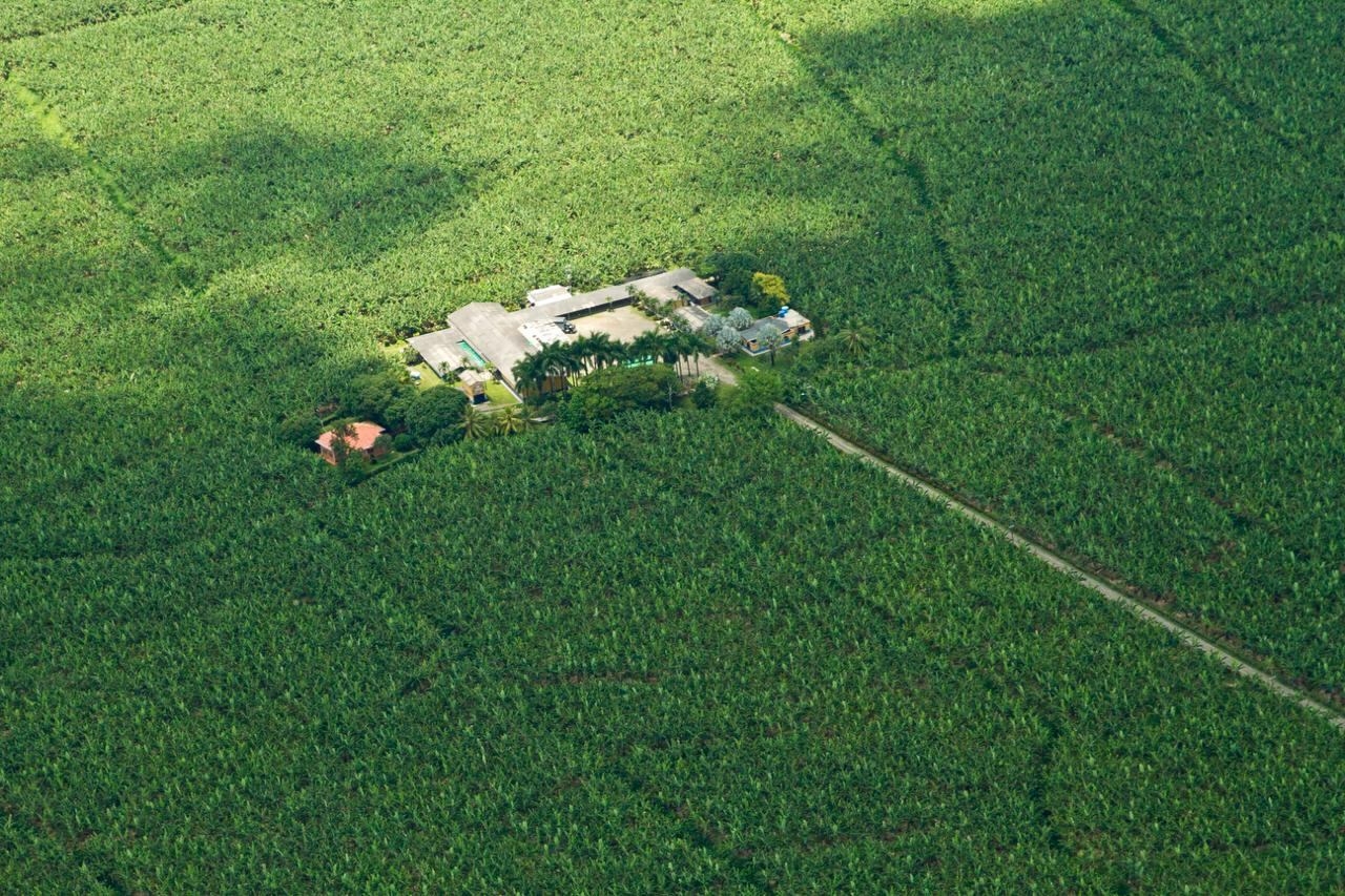 Finca bananera en Colombia