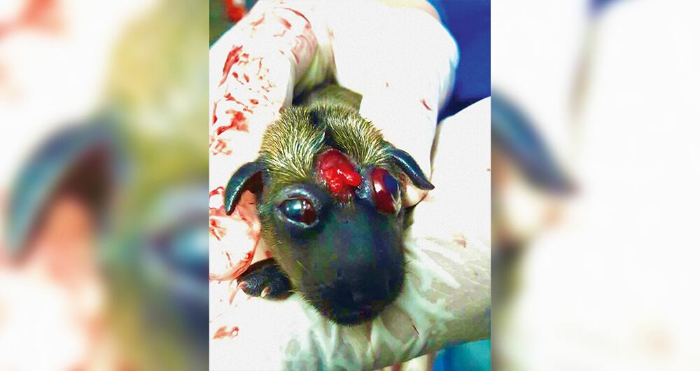 Un grupo de veterinarios evidenció que varios perros nacieron sin cerebro en Patio Bonito, producto del daño ambiental.