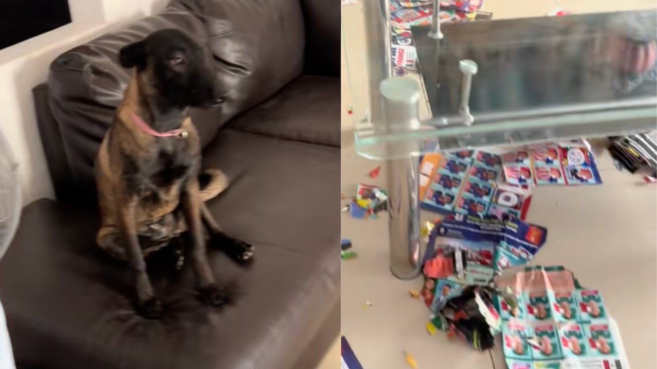 Perrito mordió y destrozó el álbum panini de su dueño y desató reacciones en redes