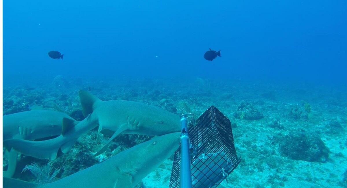 Tiburones son monitoreados en San Andrés