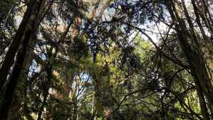 Cerros orientales Bogotá