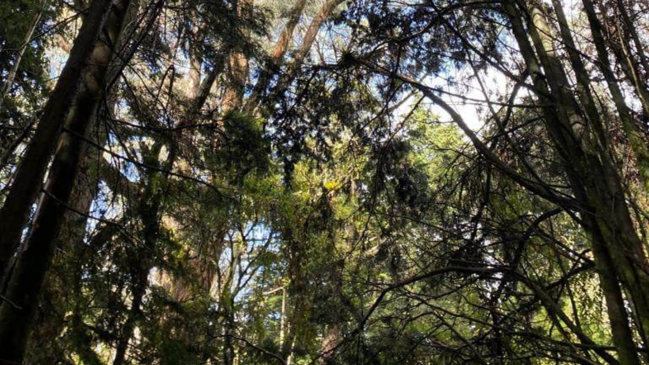 Cerros orientales Bogotá