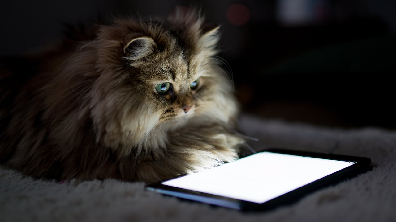 ¿Por qué a los gatos les llama la atención las pantallas?