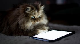 ¿Por qué a los gatos les llama la atención las pantallas?