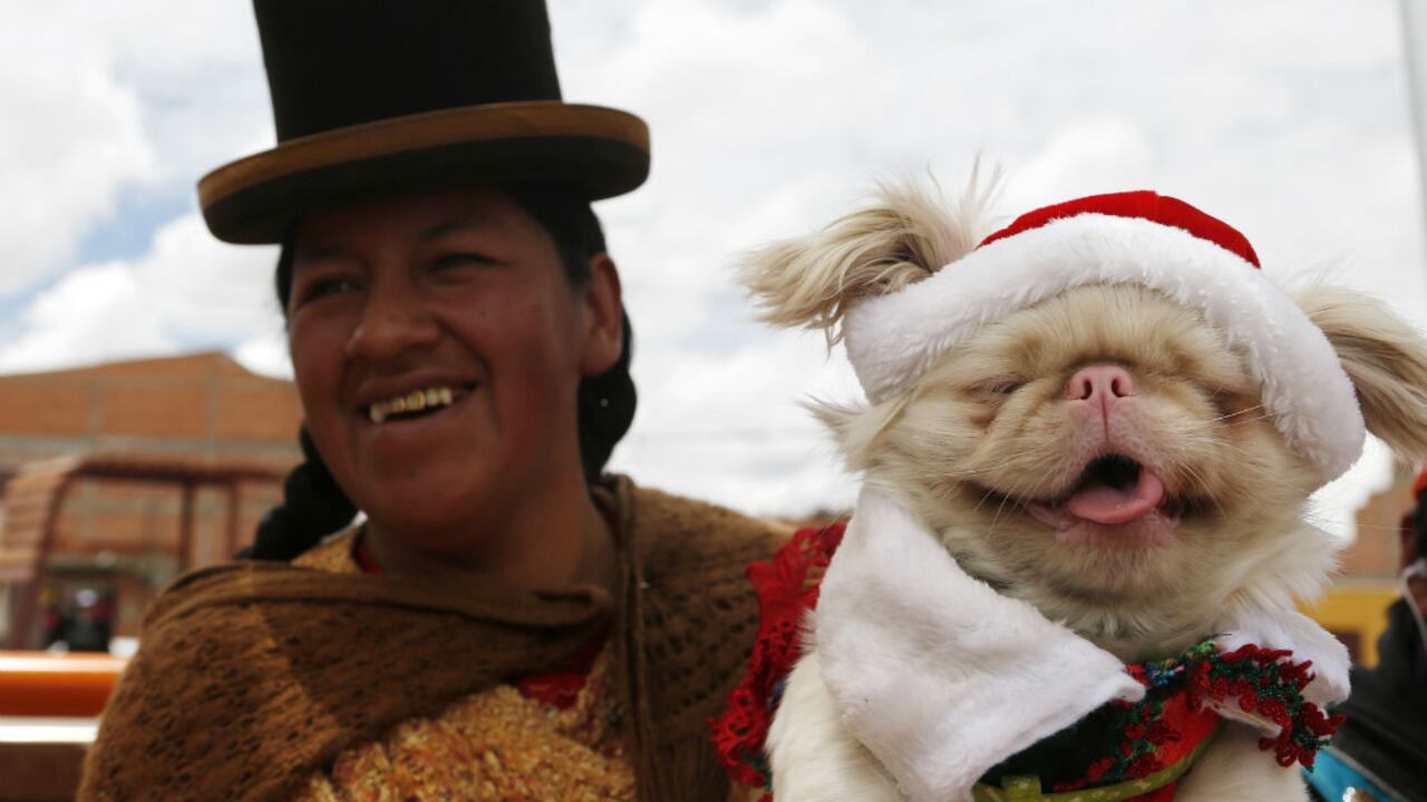 Una indígena aimara lleva su perro a un concurso de disfraces en El Alto, Bolivia, 20 de diciembre del 2014.