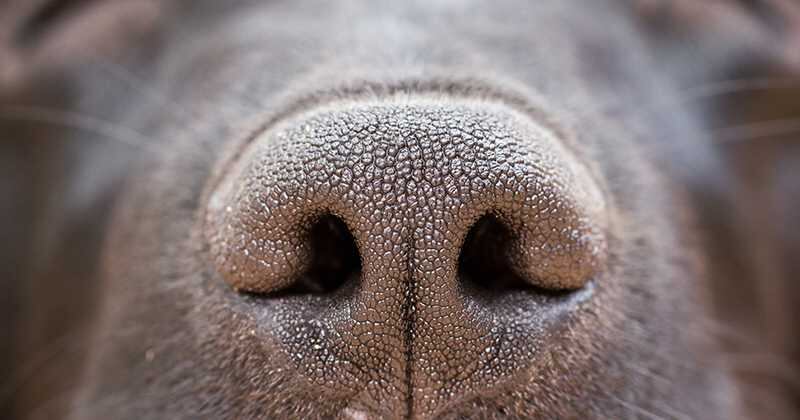 La contaminación ambiental enferma a las mascotas