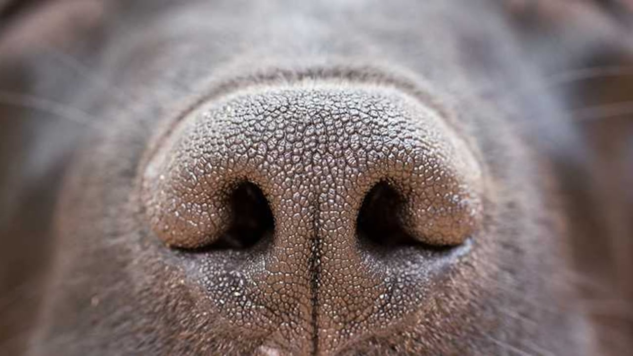 Así fue el rescate de un lobo siberiano que fue herido en la Autopista Medellín - Bogotá