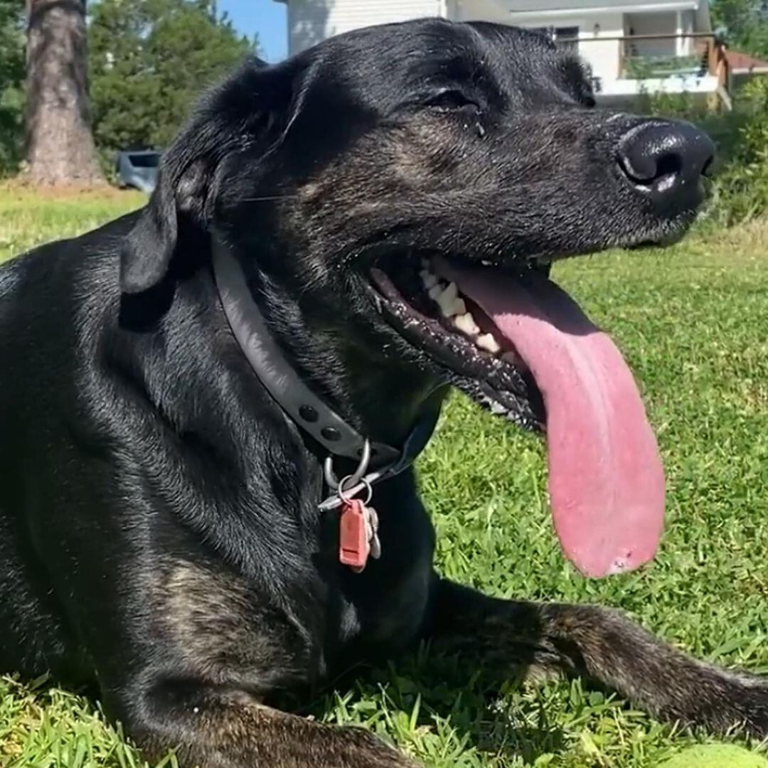 La familia decidió enmarcar el certificado y ponerlo al lado de su chimenea para lucirlo ante sus seres cercanos.