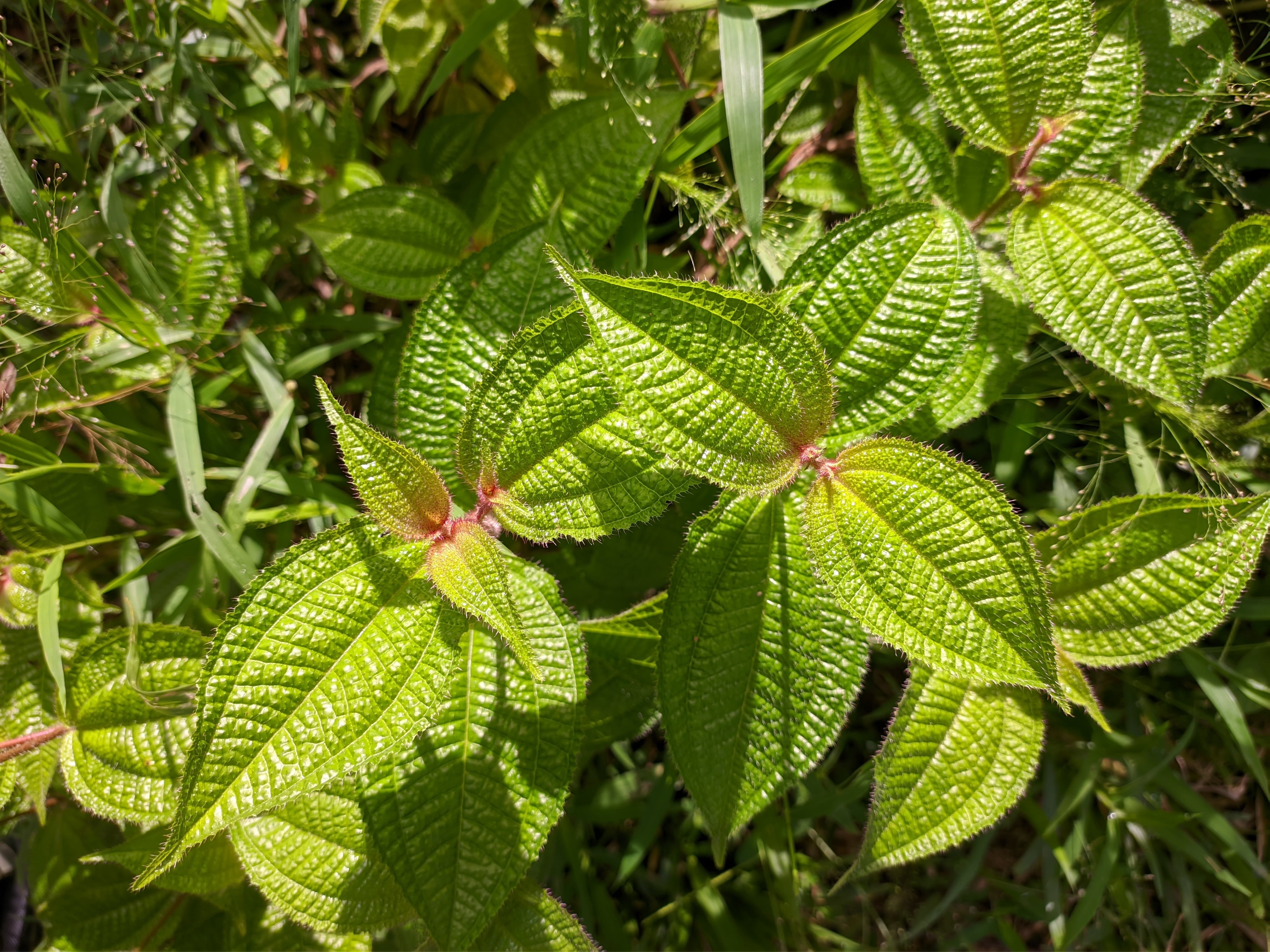 Los dos tipos de suculentas que no se marchitan y se pueden tener en casa