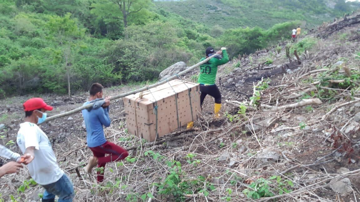 Jaguar liberado en Cesar