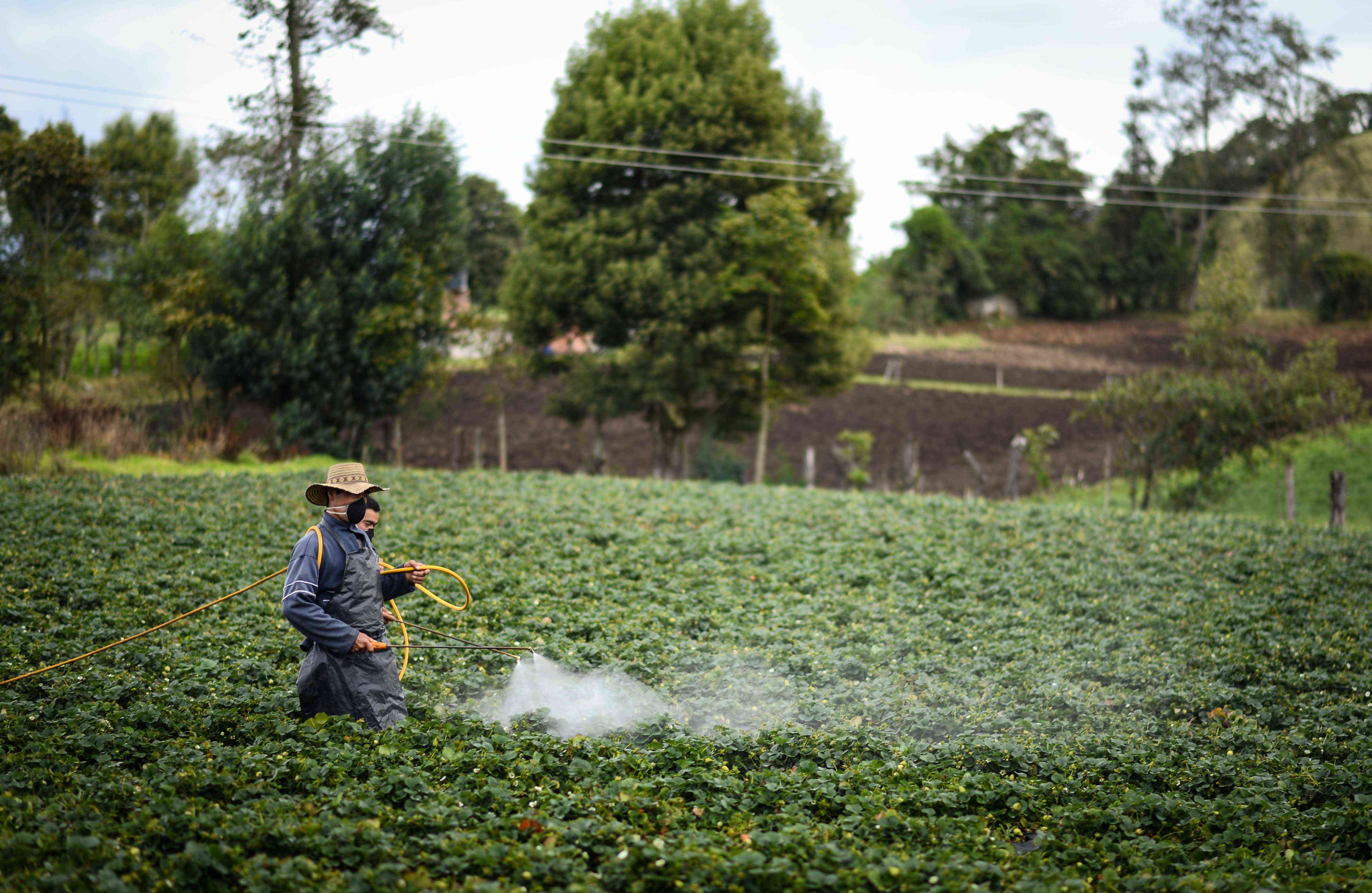 5,4 millones de hectáreas agrícolas tienen un desarrollo comercial. Su mayor presencia se da en el Meta, con 9,7 por ciento; Antioquia con 8 por ciento; Tolima con 7,5 por ciento y Valle del Cauca con el 6,6 por ciento.