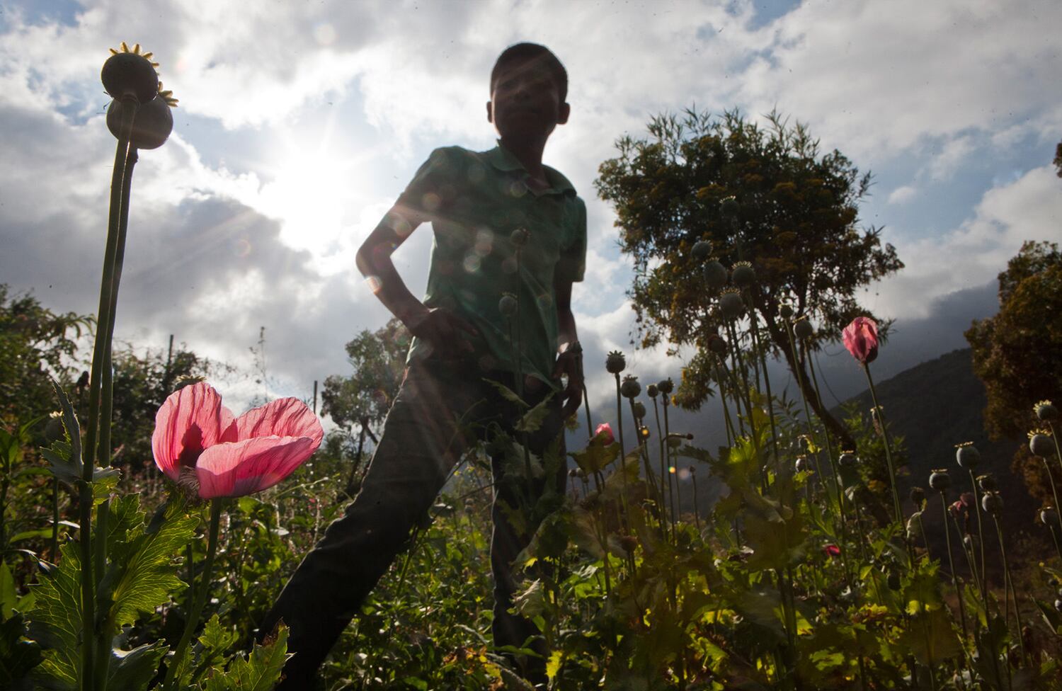 Los niños del opio / Cristopher Rogel Blanquet Chávez (México) 
