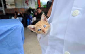 Un gato recibe calor en la bata de un veterinario, el miércoles 5 de abril de 2017, en un refugio provisional en Mocoa, Putumayo, luego de que una avalancha de lodo y piedra —la noche del 31 de marzo— provocada por el desbordamiento de los ríos Mocoa, Mulato y Sangoyaco, matara a por lo menos 301 personas y dejara un número indeterminado de desaparecidos. Foto: Carlos Julio Martínez / Enviado Especial de SEMANA