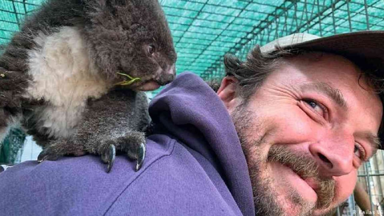 El australiano Kailas Wild rescató a una cría de koala de las ramas calcinadas de un eucalipto y se propuso trabajar para salvar a la especie. Foto: DW