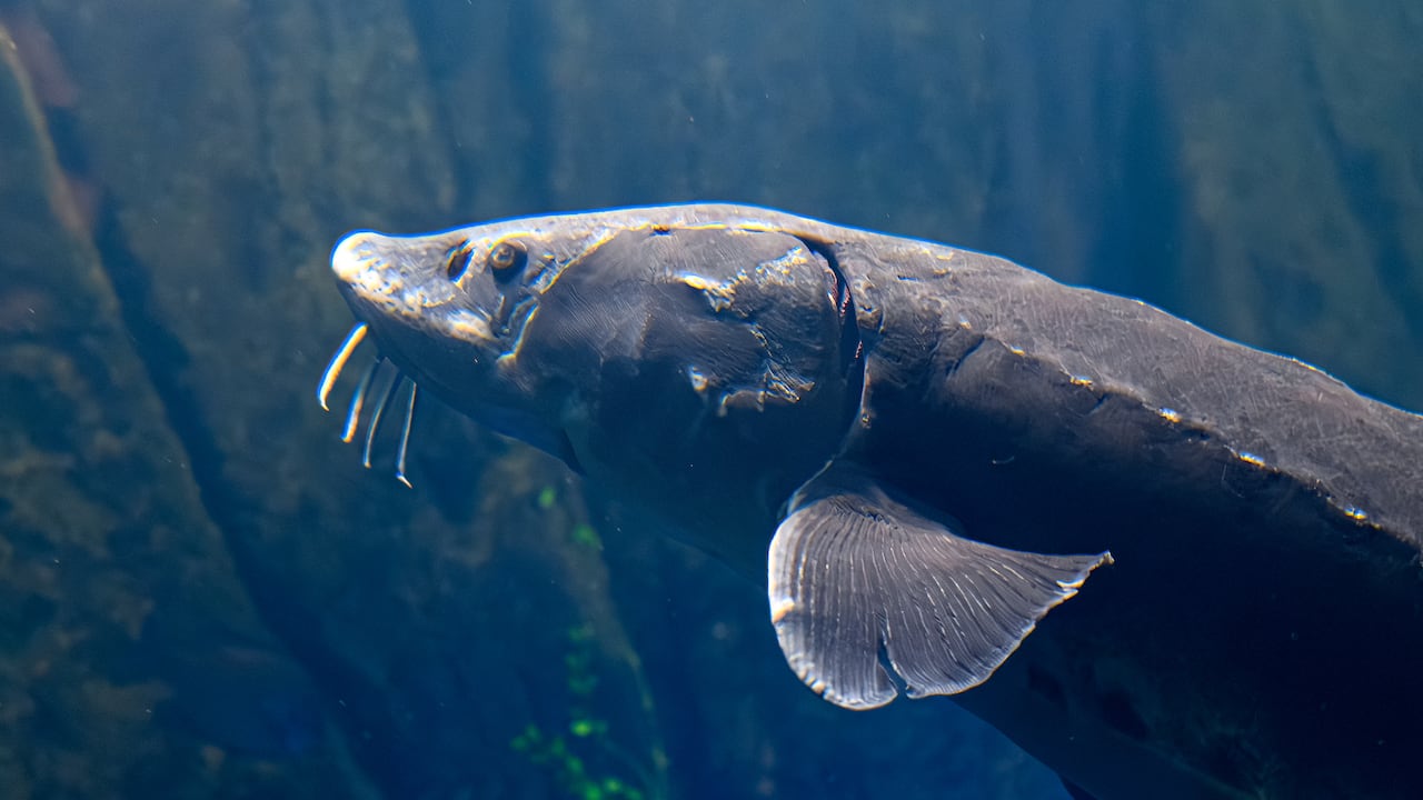 La recuperación de especies perdidas ya no es solo teoría, sino una estrategia concreta para reparar el medioambiente.