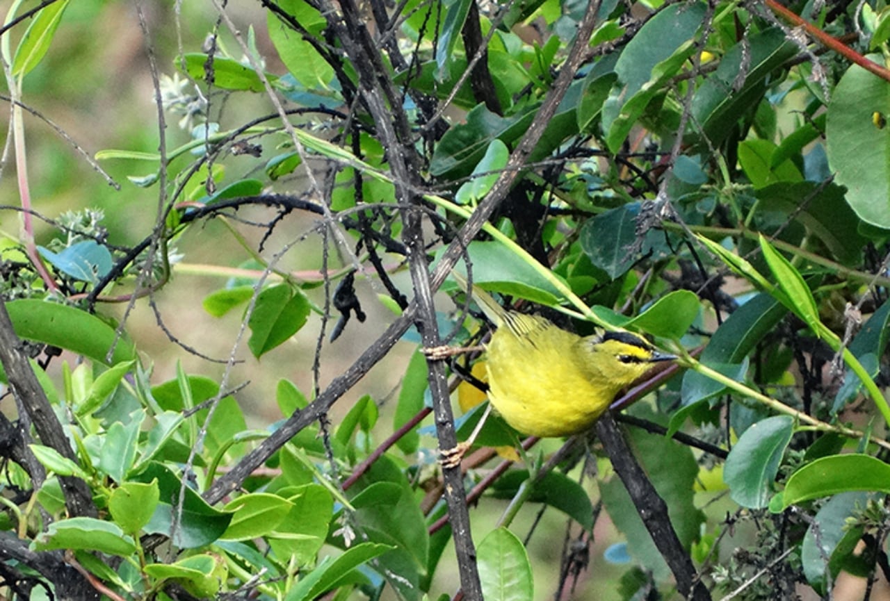 Avistamiento de Aves