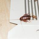 Las cucarachas proliferan en la cocina.