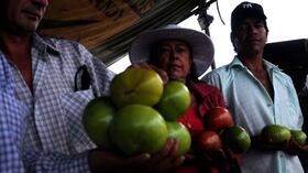 El Tomate más grande, cosechado en el 2012, fue premiado en Sutamarchán.
