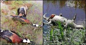 Comunidad alertó sobre la muerte de patos y babillas en la Orinoquia. Fotos: redes sociales.