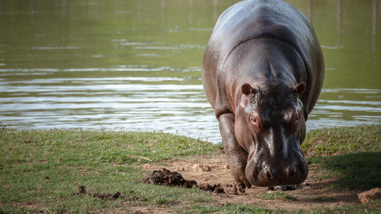 Hipopótamo fue captado en carretera de Antioquia.