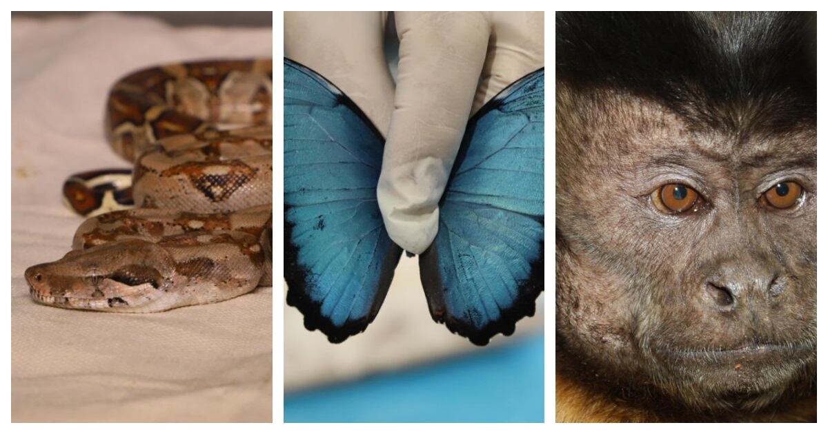 Recuperación de fauna silvestre en Bogotá