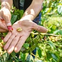 Las plantaciones de café son uno de los atractivos de San José, en el departamento de Caldas.