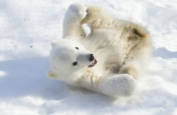 Este es Kali, un oso polar que quedó huérfano luego de que un cazador matara a su madre y que hoy está en el zoológico de Alaska. (AP)