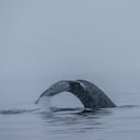 El relato sorprendió a los ciudadanos de Estados Unidos.