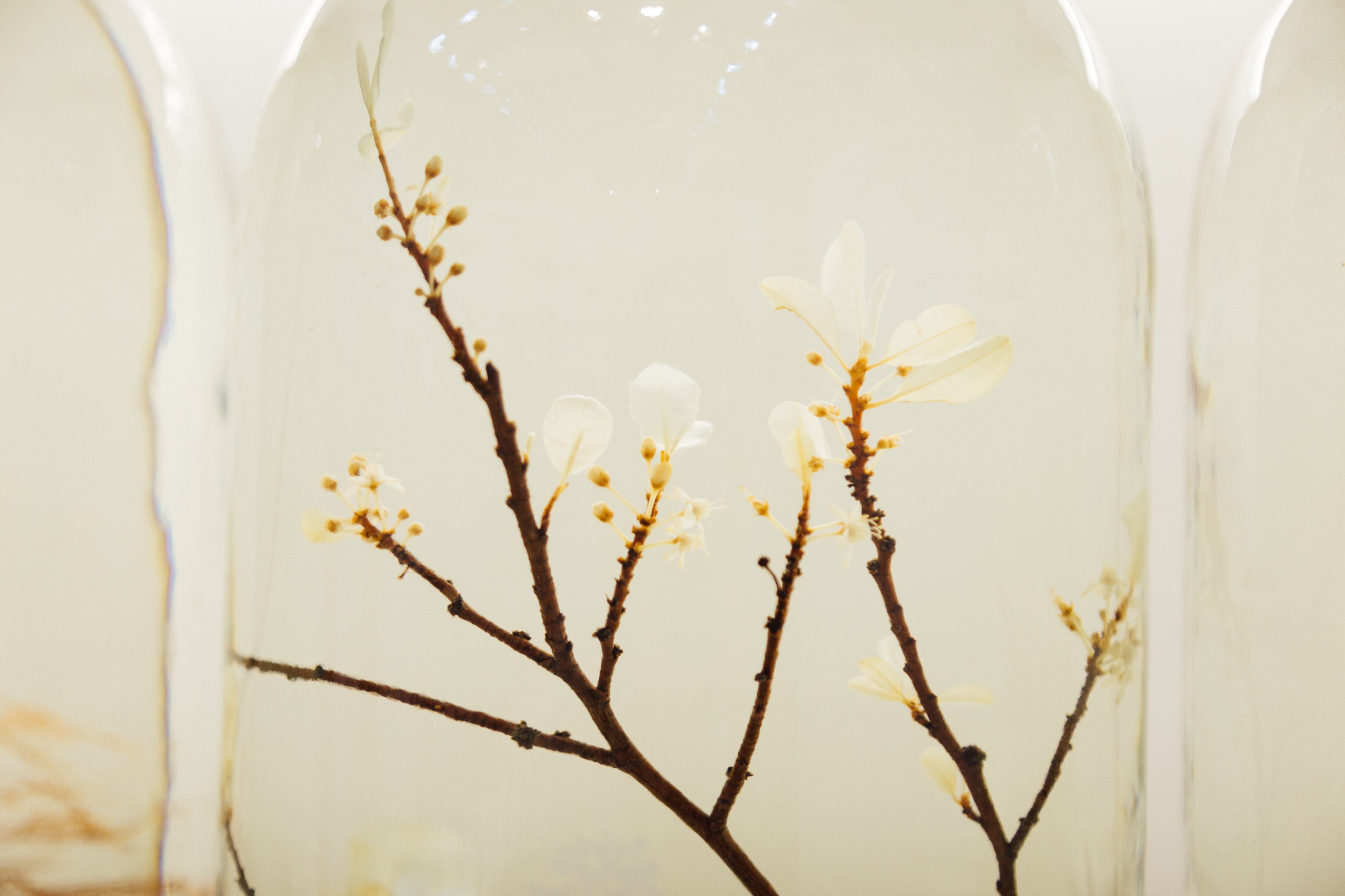 Fabricados en frascos de alcohol y glicerina, estas colecciones de plantas le presentan al público nuevas aproximaciones de la coca a la luz de la estética, la textura, los colores y la iluminación.