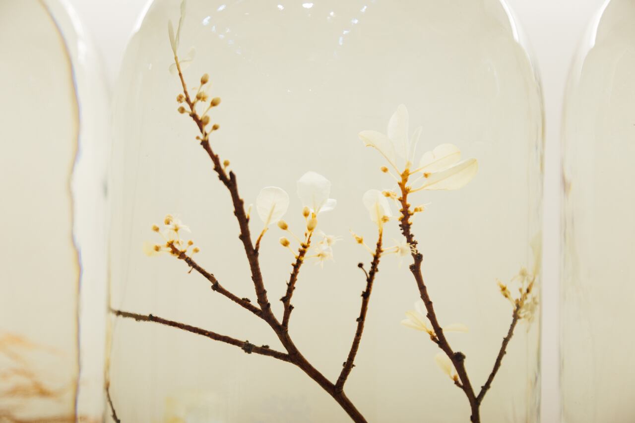 Fabricados en frascos de alcohol y glicerina, estas colecciones de plantas le presentan al público nuevas aproximaciones de la coca a la luz de la estética, la textura, los colores y la iluminación.