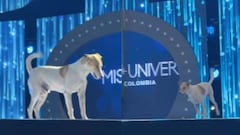 Video l El perrito que también desfiló en Miss Universe Colombia 2024; se robó todo el show tras colarse en el concurso