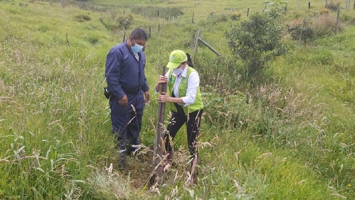 Siembra de árboles del Banco Agrario