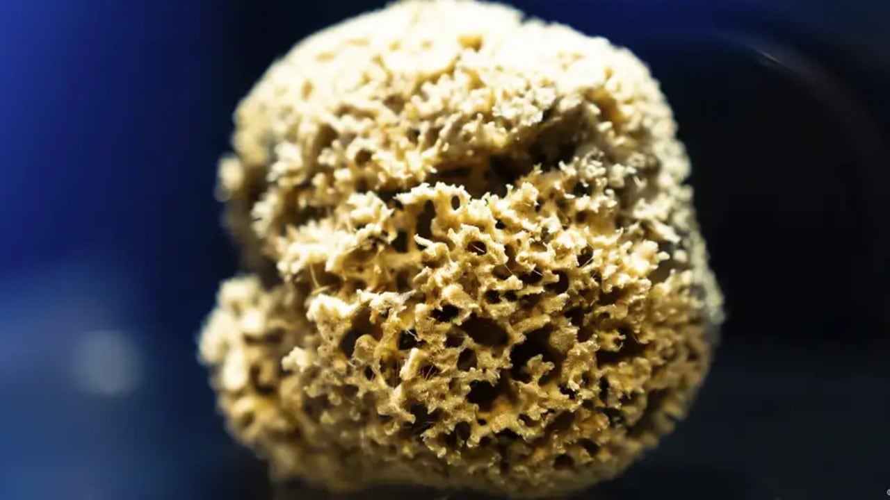 Un nuevo estudio revela que las primeras criaturas que poblaron los océanos eran blandas y filtraban agua, como las esponjas marinas que hoy siguen vivas.