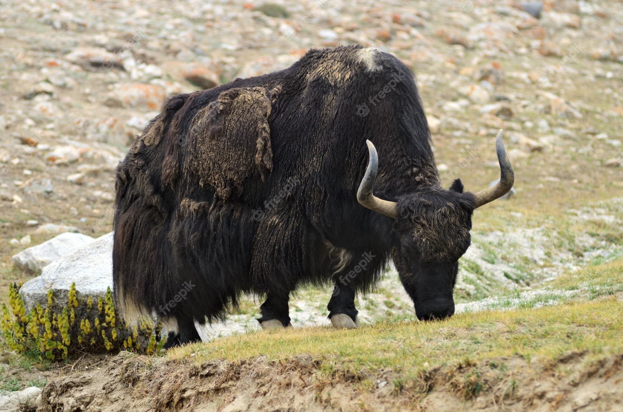 Yak Tibetano.
