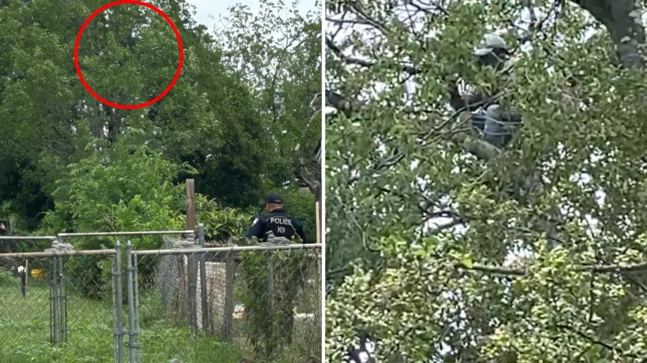 Las imágenes muestran al migrante indocumentado en el árbol.