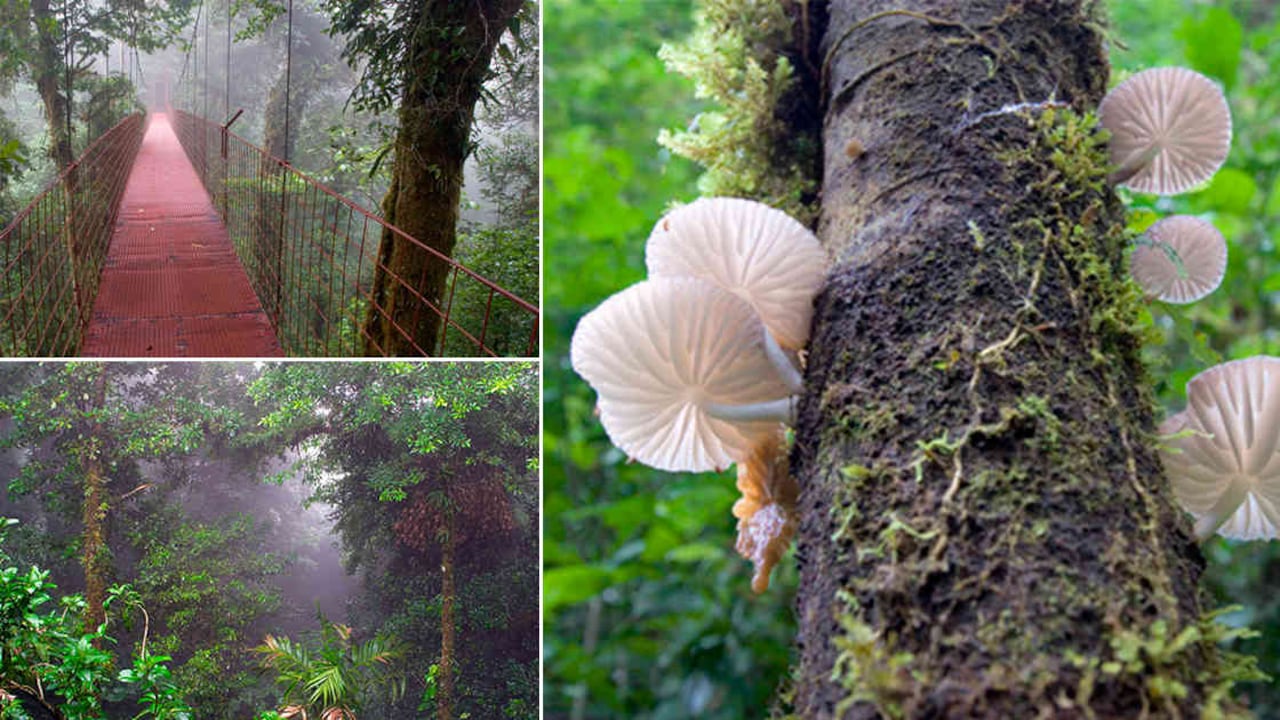 Fotos: reservamonteverde.com