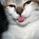 Un gato con la lengua afuera puede significar que está relajado.