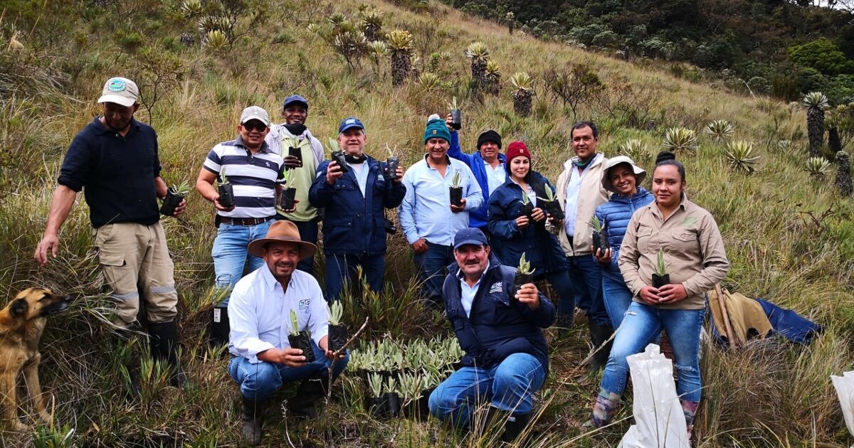 Varios campesinos del Valle del Cauca destinan parte de sus fincas a la siembra de frailejones.
