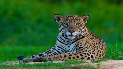 El águila arpía, el manatí y el jaguar habitan el Darién. La zona tiene una extensión de 10.000 kilómetros cuadrados.