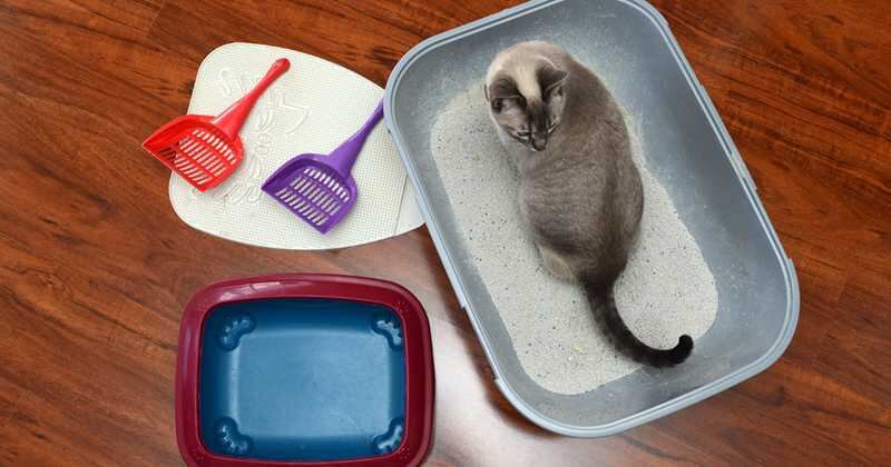 Cómo limpiar la caja de arena.