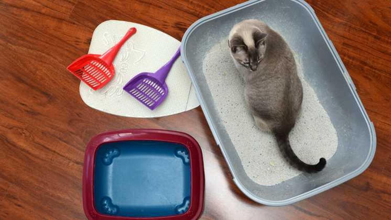 Cómo limpiar la caja de arena