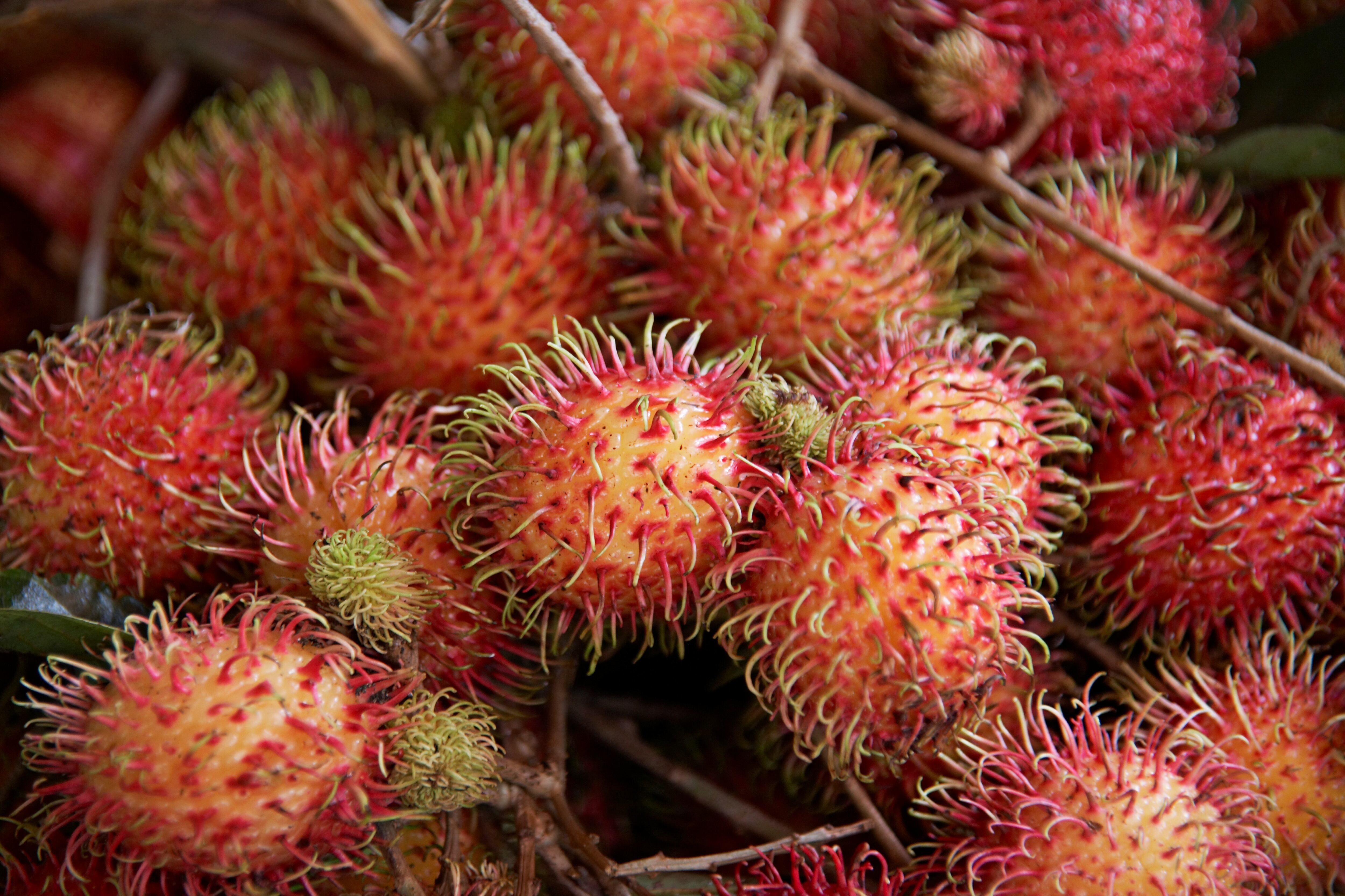 Rambután