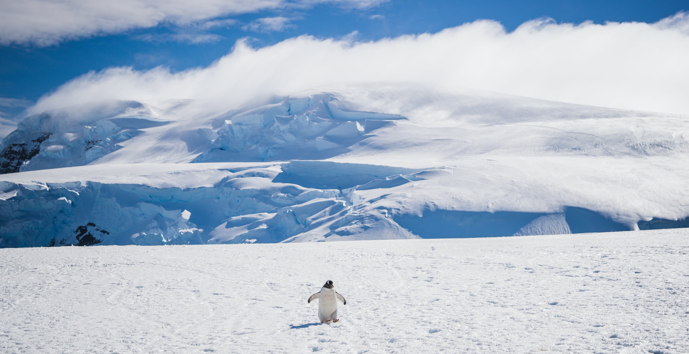 Durante más de un siglo, los expertos debatieron cuántas especies de estos pingüinos existían.