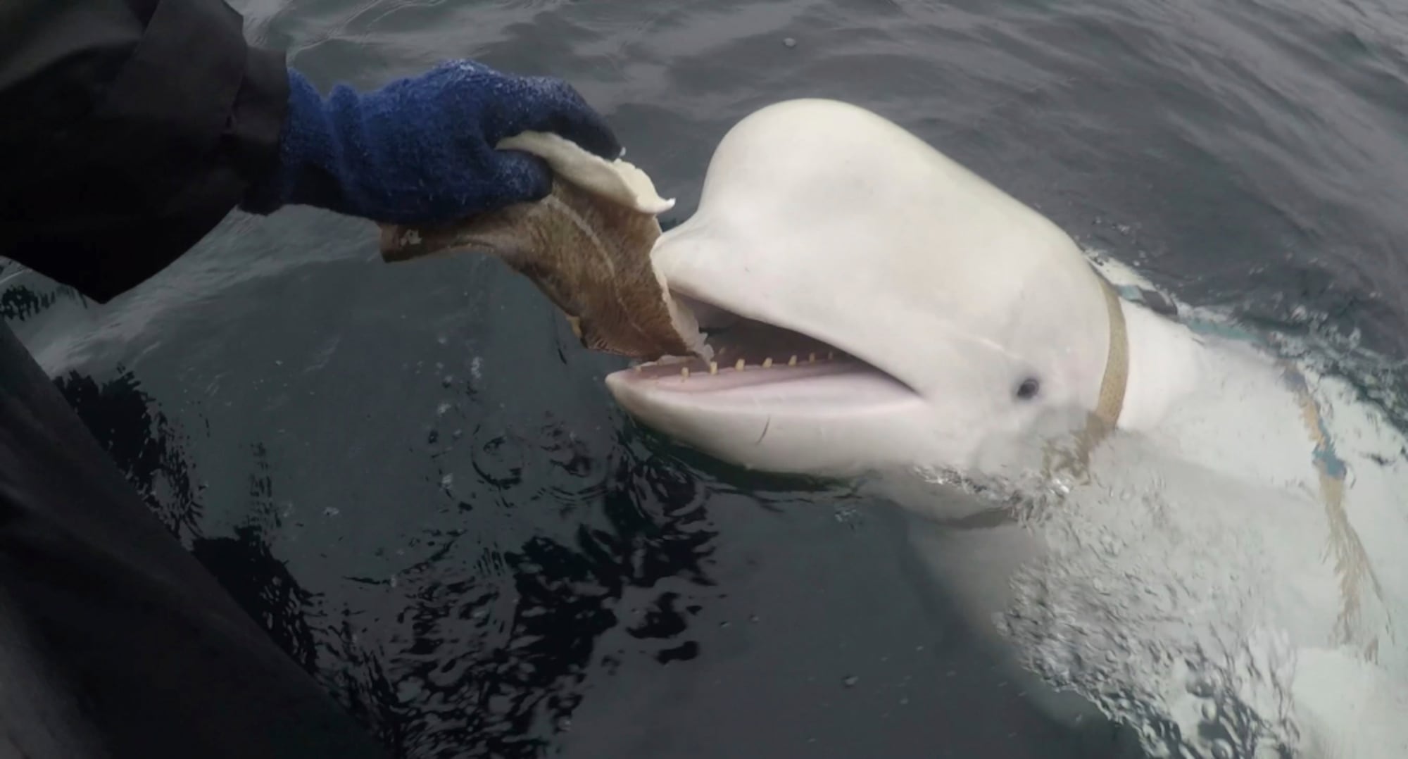 ARCHIVO - En esta foto tomada en abril de 2019 se alimenta a una ballena beluga encontrada en el Ártico de Noruega. (Jorgen Ree Wiig, Dirección Noruega de Pesca vía AP)