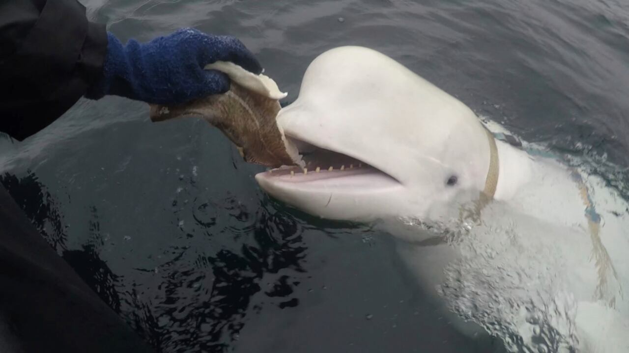 ARCHIVO - En esta foto tomada en abril de 2019 se alimenta a una ballena beluga encontrada en el Ártico de Noruega. (Jorgen Ree Wiig, Dirección Noruega de Pesca vía AP)
