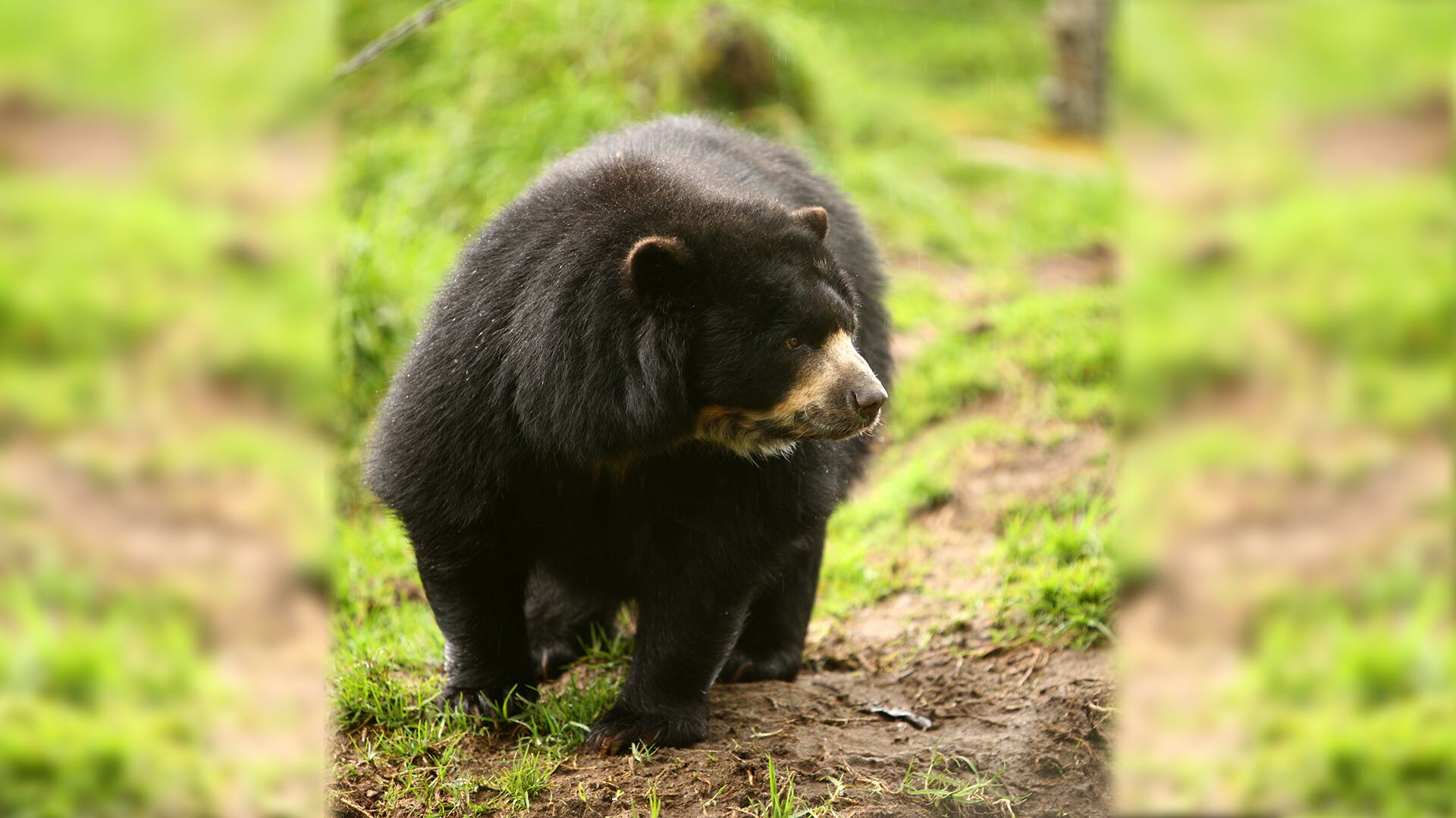 Especial Colombia País sostenible, Lulo bank